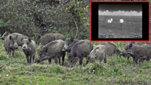 El jabalí se podrá cazar durante todo el año y con visión nocturna en el epicentro del COVID-19 en Italia