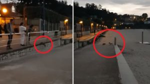 Un perro persigue a una cría de jabalí en una playa de Galicia: la simpática imagen que pudo acabar en tragedia