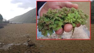 Preocupante imagen del río Tajo: esta planta invasora podría poner en peligro a todos los peces