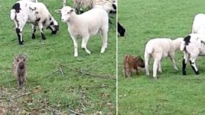 Una cría de jabalí pierde a su madre y es 'adoptada' por un rebaño de ovejas