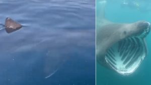 Graban a un tiburón de siete metros frente a la costa de Málaga
