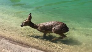 Artemisan denunciará a los responsables de la muerte de animales en canales de agua