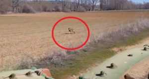 Un lobo da un susto de muerte a un agricultor: «¡Que viene a por mí!»