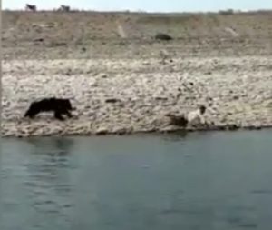 Un oso hiere de gravedad al trabajador forestal que intentaba capturarlo
