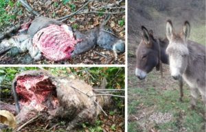 Un oso mata a 'Rajoy' y 'Margarita', dos burros, a la entrada de un pueblo asturiano