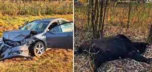 Un coche se estrella contra un oso de 360 kilos
