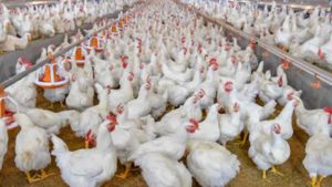 Francia empieza a condenar a animalistas por asaltar granjas
