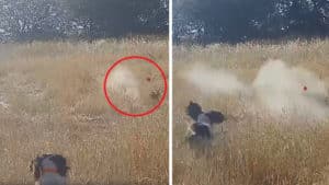 Un cazador instala una cámara en su escopeta y graba este fallo estrepitoso a un conejo