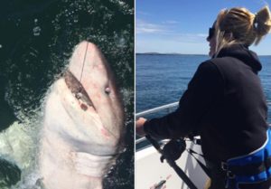 Una mujer de 30 años pesca un tiburón de 540 kilos con una caña de curricán