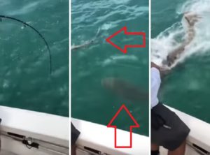 Un mero gigante devora a un tiburón