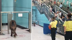 Insólito: un jabalí se cuela en una estación de metro y hiere a una mujer
