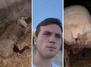 Este pastor se hace viral tras denunciar que los buitres le han matado 35 ovejas