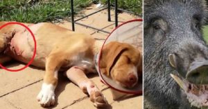 Un jabalí ataca a un cachorro de tres meses y lo deja en estado grave