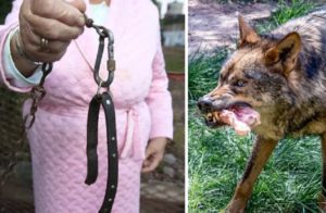 Los lobos devoran los tres perros de una familia en Galicia