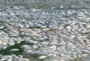 Aparecen centenares de carpines y lucios muertos en un pantano de Ciudad Real
