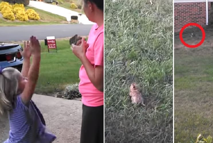 Una niña libera a un conejito y la naturaleza le enseña una dura lección