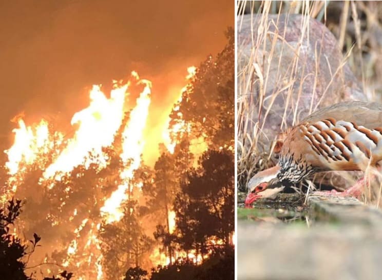 Los cazadores, los primeros en ayudar a la fauna silvestre tras los incendios de Canarias