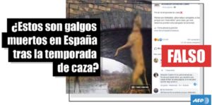Desmentida otra noticia falsa de Libera sobre los perros de caza en España