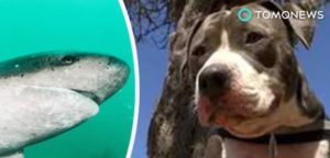 Un perro muerde al tiburón que estaba atacando a su dueño