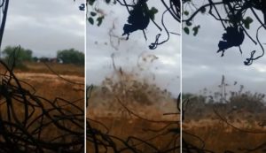 El vídeo de una gigantesca trampa para tórtolas indigna a los cazadores