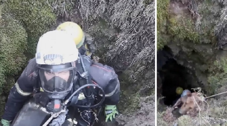 Bomberos de Ponferrada rescatan a dos perros de caza que cayeron a 40 metros