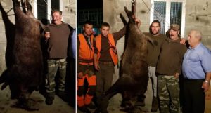 Cazan un jabalí 'vakamulo' de 150 kilos que burló a tres cazadores