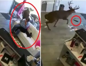 Un ciervo irrumpe en una peluquería reventando el cristal del escaparate
