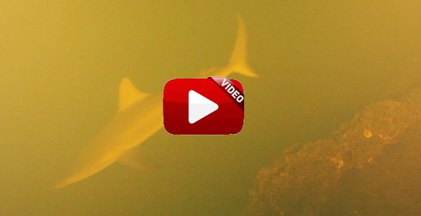Estos tiburones viven… ¡dentro de un volcán activo!