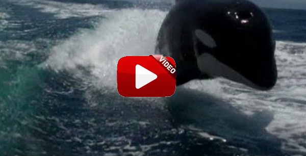 Varias orcas persiguen una lancha: hermoso y… ¡aterrador!