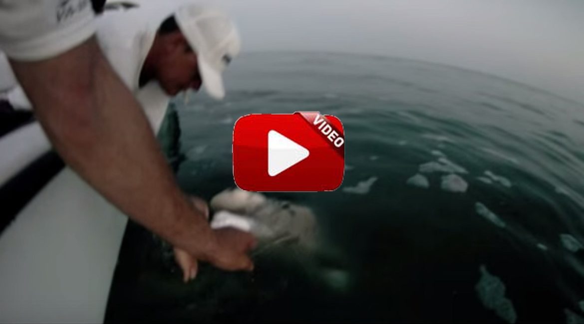 Intentan dar de comer a un tiburón con sus propias manos y… ¡el resultado es impactante!