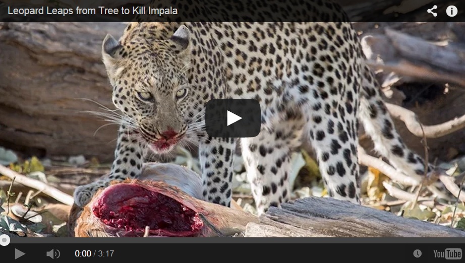 Un leopardo 'de espera' a los impalas
