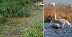 Mueren 500 aves en La Albufera por culpa de los ecologistas, según los agricultores