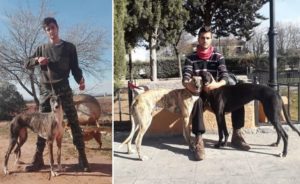 Roban cinco perros a un cazador y le matan otros tres: «Ni yo ni mi familia tenemos ya vida»