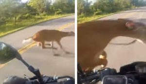 Un motorista choca contra un ciervo y sufre un impactante accidente