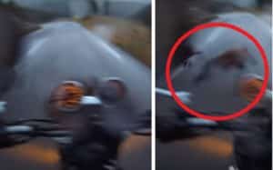 Una moto se estampa contra un jabalí y lo graba