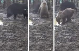 Un jabalí y un oso se enfrentan y esta cámara trampa lo graba