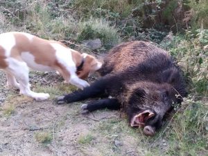 lobo rodea cazador y a su perra