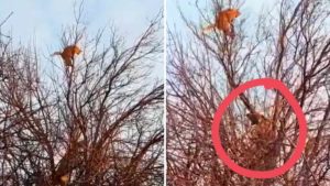 Un gato sube a un árbol huyendo de dos perros de caza, lo que sucede después nadie lo esperaba