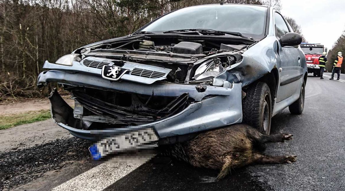 Imagen de un accidente de tráfico con un jabalí. @Shutterstock