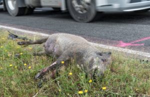 Los accidentes con animales salvajes se duplican en 10 años en CyL