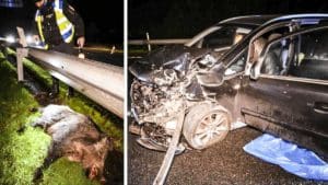 Dos jabalíes provocan un aparatoso accidente en Vigo