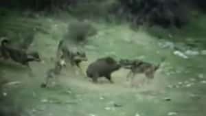 Cuatro lobos agarran a un jabalí y protagonizan una encarnizada lucha
