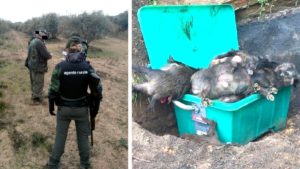 Jabalíes matados con foco, desde el coche y tirados a la basura «por agentes rurales»: la foto de la vergüenza