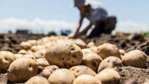 El vídeo viral del agricultor al que le pagan las patatas a un céntimo el kilo: «Las tiro, yo no enriquezco a nadie»
