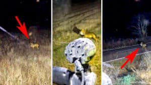 Dos agricultores se topan en plena noche con un lobo que acaba de cazar a una presa en León