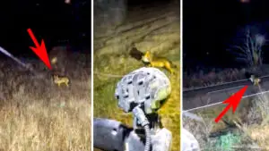Dos agricultores se topan en plena noche con un lobo que acaba de cazar a una presa en León