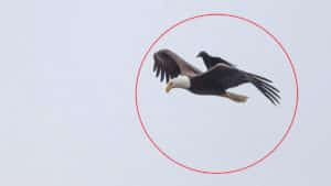 Insólito: Fotografían a un cuervo descansando sobre un águila en pleno vuelo