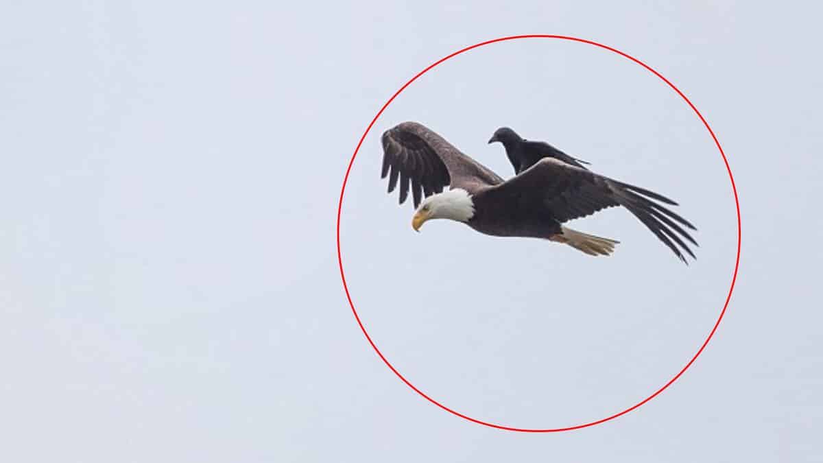 Insólito: Fotografían a un cuervo posado sobre un águila en pleno vuelo