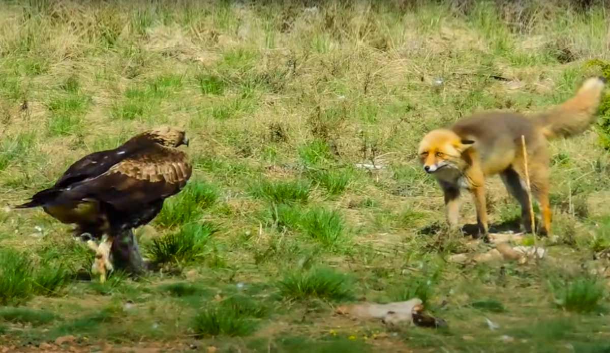 Así reacciona un zorro cuando un águila intenta quitarle la comida