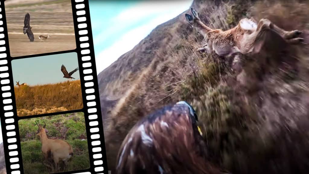 Varios de los impresionantes lances que aparecen en el vídeo del águila real cazando corzos y rebecos. © YouTube